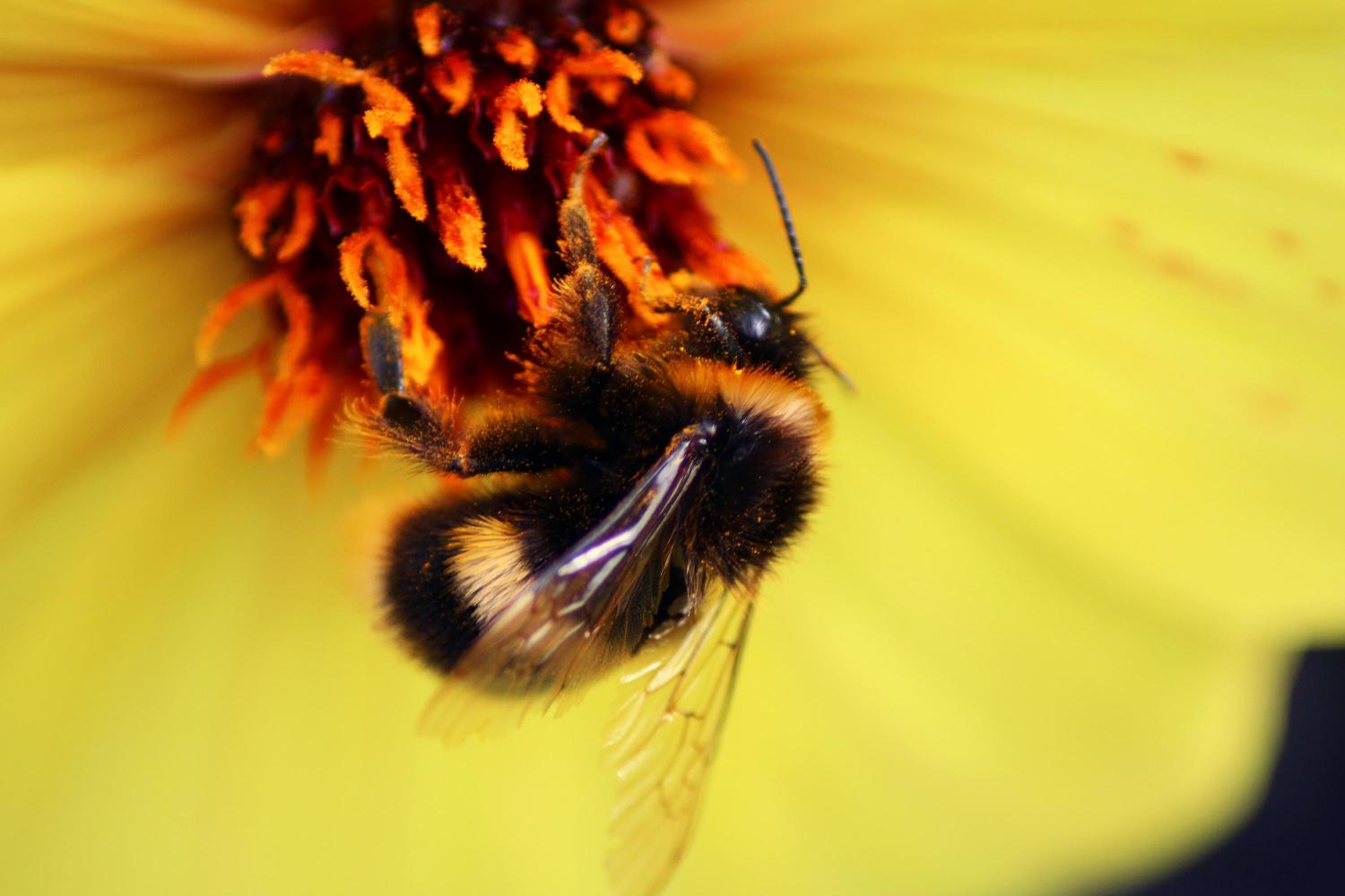 The Rapid Decline Of Bumble Bees Threatens U.S. Agriculture